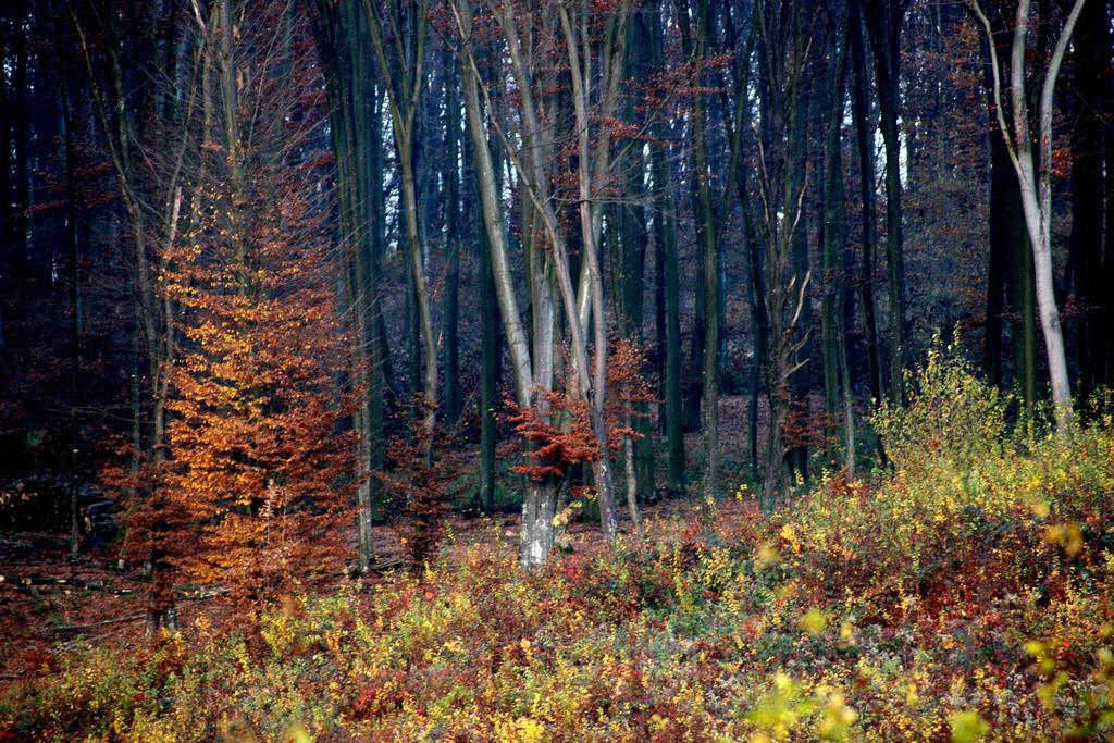 Agneslaki Okoturisztikai Centrum Es Vadaszhaz Надьканіжа Екстер'єр фото